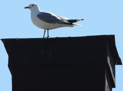 Larus canus