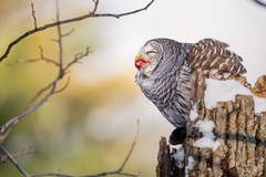 Barred Owl photo 6