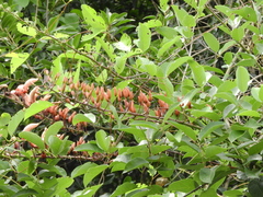 Erythrina crista-galli
