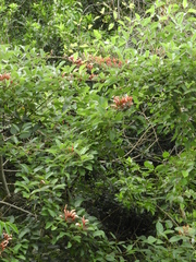 Erythrina crista-galli
