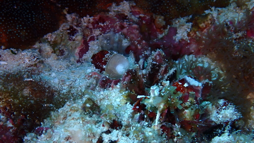 Heterostegina suborbicularis observed 2025-09-18