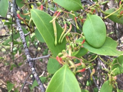Muellerina celastroides