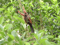 Erythrina crista-galli