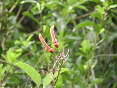 Erythrina crista-galli