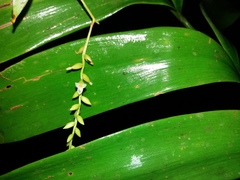 Catopsis sessiliflora