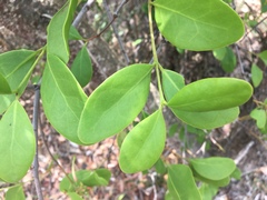 Muellerina celastroides