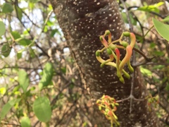 Muellerina celastroides
