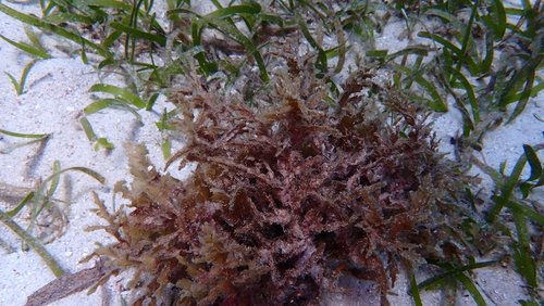 Hormophysa cuneiformis observed 2025-09-18