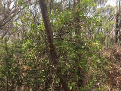 Muellerina celastroides