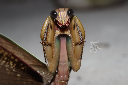 Chinese Mantis