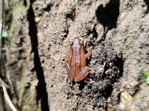 Travancore Bush Frog, Raorchestes travancoricus