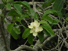 Magnolia
