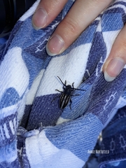 Dorcadion fuliginator