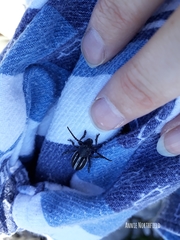 Dorcadion fuliginator