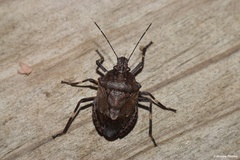 Brochymena carolinensis