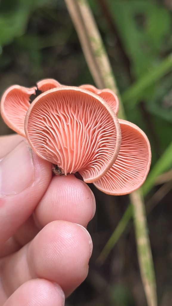 Pleurotus djamor · October 2025 · photo: © paulomascaretti (iNaturalist, cc-by)