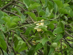 Magnolia
