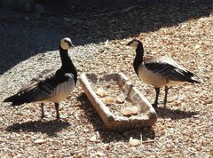 Branta leucopsis