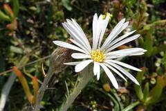 Celmisia major major