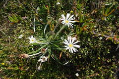 Celmisia major major