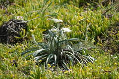 Celmisia major major