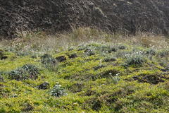 Celmisia major major