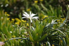 Celmisia major major