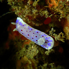 Goniobranchus thompsoni