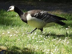 Branta leucopsis