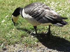 Branta leucopsis