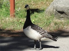 Branta leucopsis
