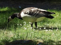 Branta leucopsis