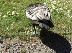 Branta leucopsis