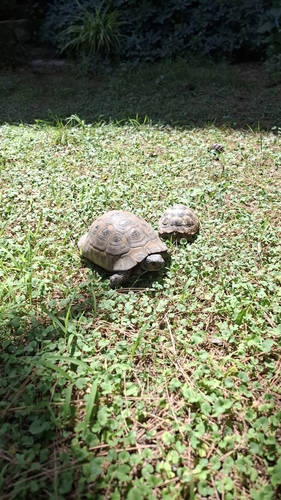 Testudo graeca ibera