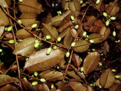 Chrysophyllum mexicanum