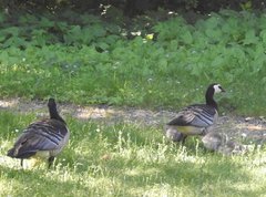 Branta leucopsis