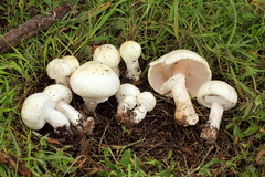Agaricus albolutescens