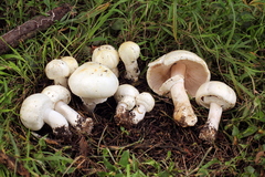 Agaricus albolutescens