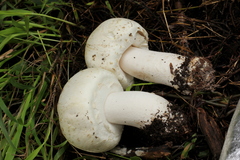 Agaricus albolutescens