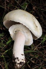 Agaricus albolutescens