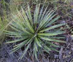 Agave schidigera