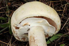 Agaricus albolutescens