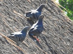 Columba livia domestica