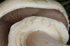 Agaricus albolutescens