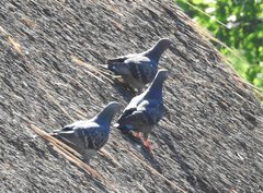 Columba livia domestica