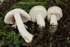 Agaricus albolutescens