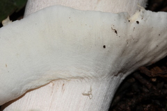 Agaricus albolutescens