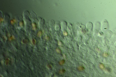 Agaricus albolutescens
