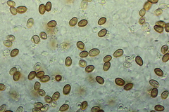 Agaricus albolutescens