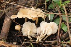 Clitocybe salmonilamella